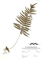 藏品(阿里山水龍骨)的圖片